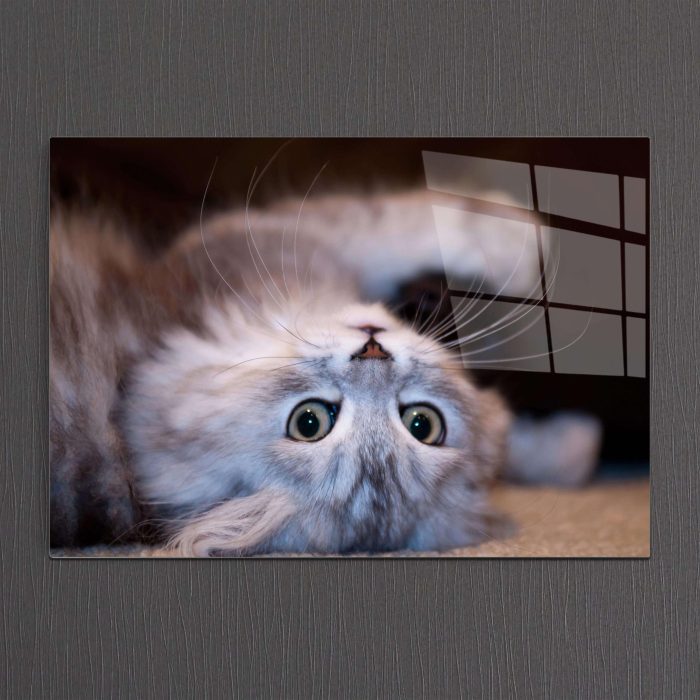 Bourneo Dekoratif Yatay Cam Tablo Frisky Kitten