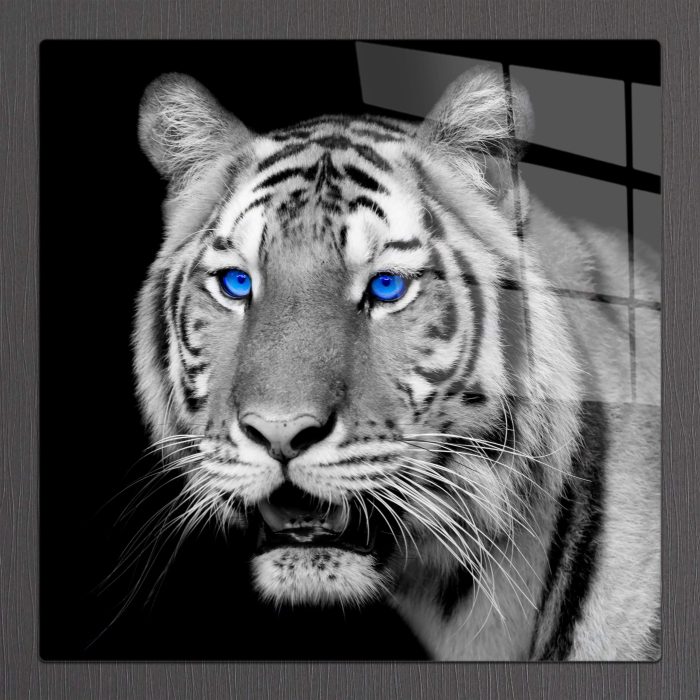 Bourneo Dekoratif Kare Cam Tablo Bengal Tiger