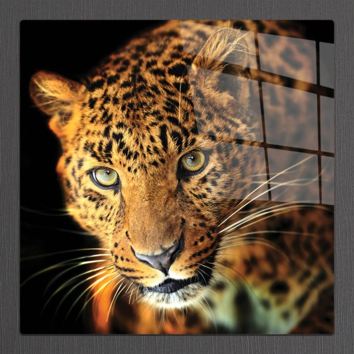 Bourneo Dekoratif Kare Cam Tablo Leopard