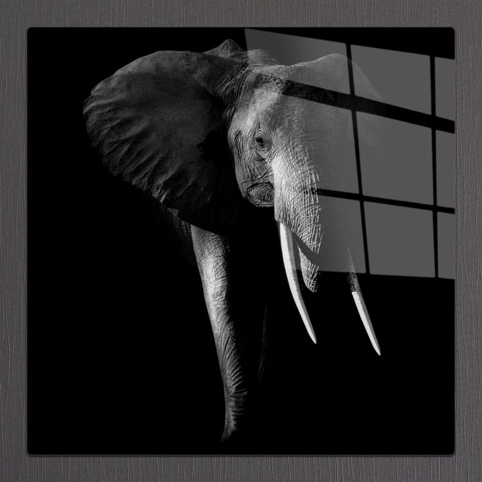 Bourneo Dekoratif Kare Cam Tablo Fading Elephant