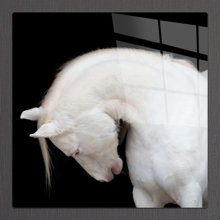 Bourneo Dekoratif Kare Cam Tablo White Horse