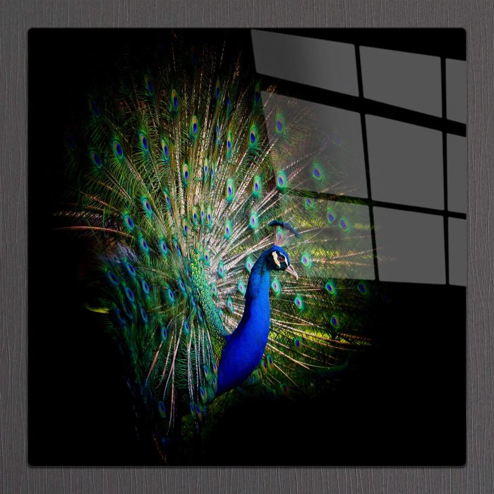 Bourneo Dekoratif Kare Cam Tablo Peacock 2