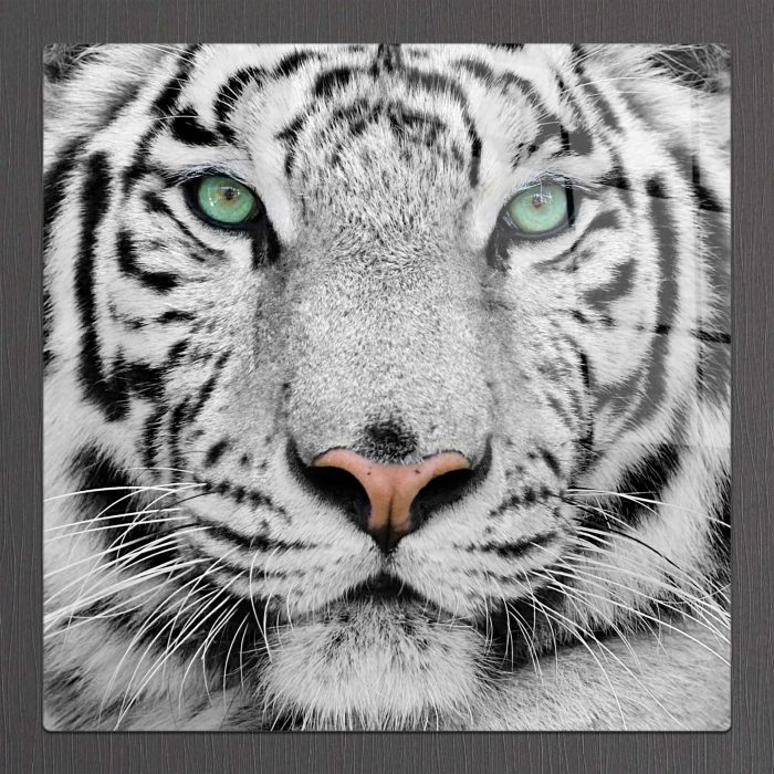 Bourneo Dekoratif Kare Cam Tablo White Tiger Close-up