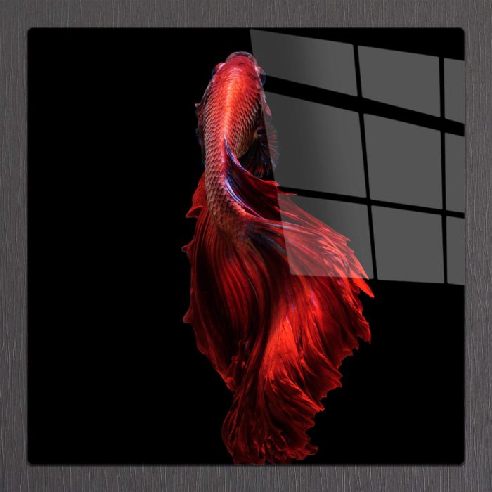 Bourneo Dekoratif Kare Cam Tablo Red Fish Close-up
