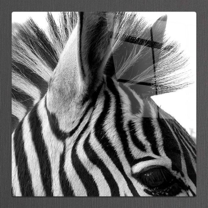 Bourneo Dekoratif Kare Cam Tablo Eyes of Zebra