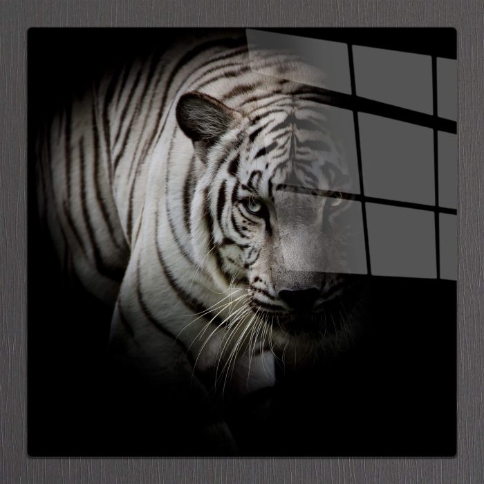 Bourneo Dekoratif Kare Cam Tablo Fading White Tiger