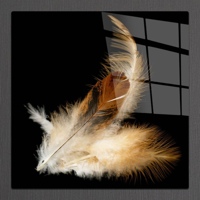 Bourneo Dekoratif Kare Cam Tablo Brown and White Feathers