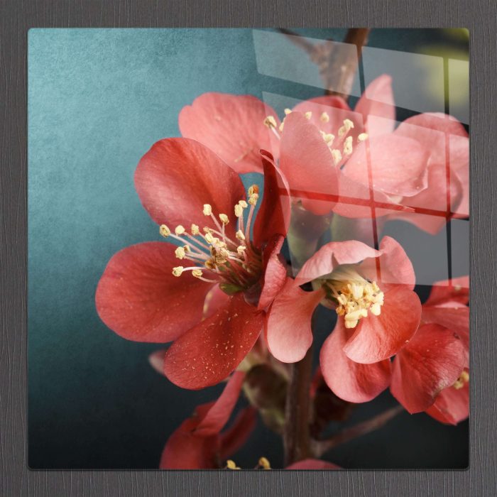 Bourneo Dekoratif Kare Cam Tablo Red Cherry Blossom