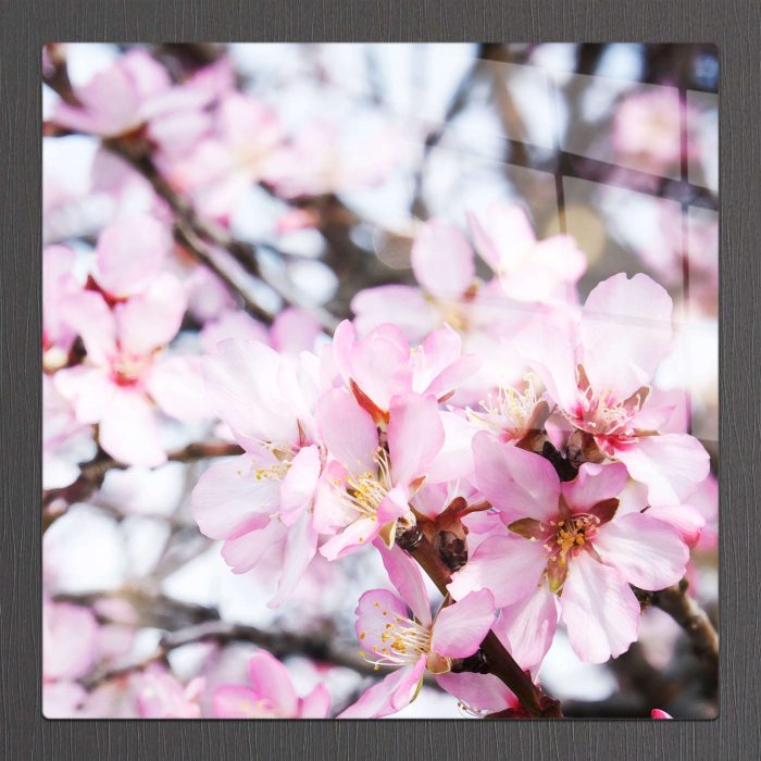 Bourneo Dekoratif Kare Cam Tablo Almond Blossoms