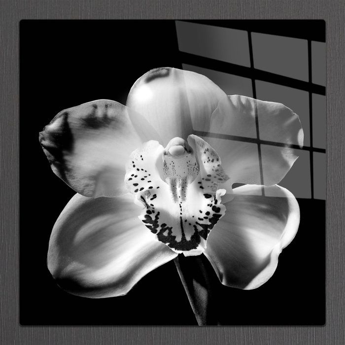 Bourneo Dekoratif Kare Cam Tablo Orchid Black and White