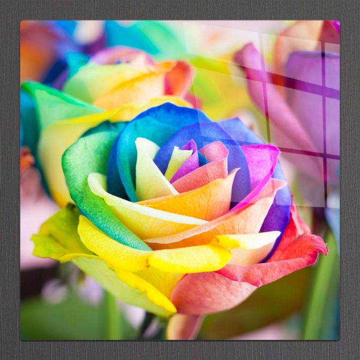 Bourneo Dekoratif Kare Cam Tablo Rainbow Rose