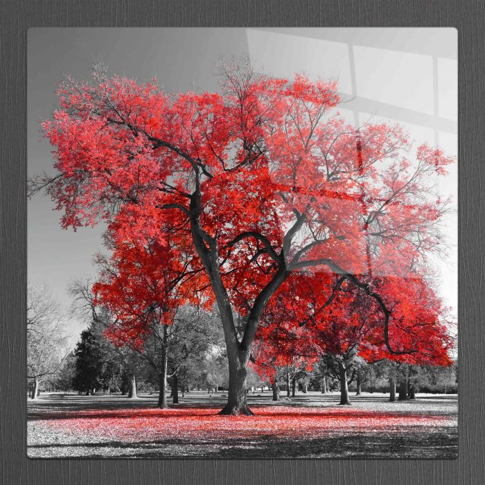 Bourneo Dekoratif Kare Cam Tablo Red Tree